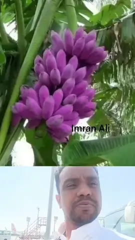 #ImranAli 