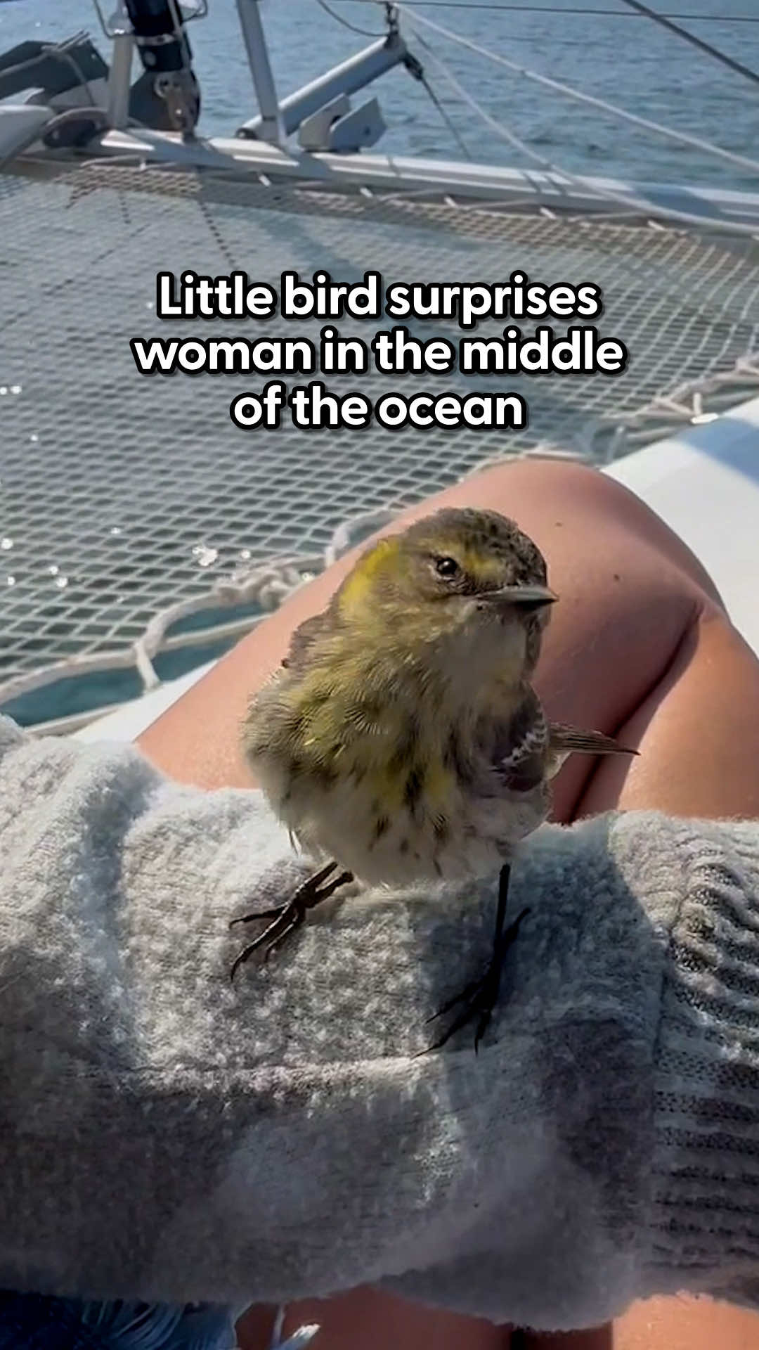 She put him in her fruit basket to rest ❤️ Jean Mary told us how she had no idea how he got 90 miles away from the shore, and how trusting and loving he was! Footage provided by @ViralHog  Keep up with Jean Mary on Instagram: jeanmary_ 