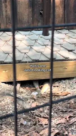 should i pet it? #raccoonsoftiktok 
