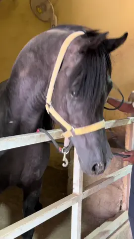#black 