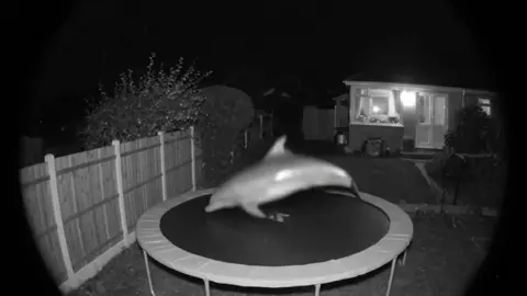 Caught this fella on my trampoline last night (song: ilyTOMMY - pretty ho3) #ilytommy #fypシ #fypシ゚viral #fyppppppppppppppppppppppp #undergroundmusic #rap #dolphin #hoodtrap #xyzbca #slowedsongs #memes #sea #wthelly #ai #funnyvideo #trampoline #securitycamera #explorepage✨ #tiktokviral #tiktok 