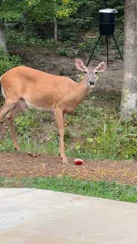 #wildlife #deer #nature #humor 