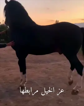 #الخيل #ماشاءالله_تبارك_الله #خيرات_بلادي #tiktok 