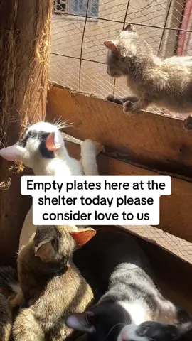 Empty plates here at the shelter today please consider love to us