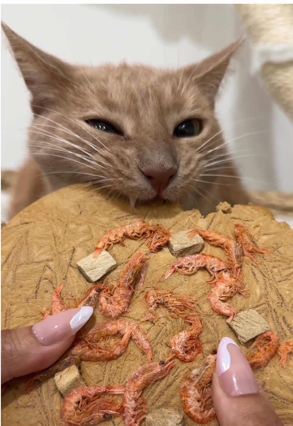 crunchy cat asmr #catmukbang #asmr #crunchyasmr #asmrsounds #cattreat 