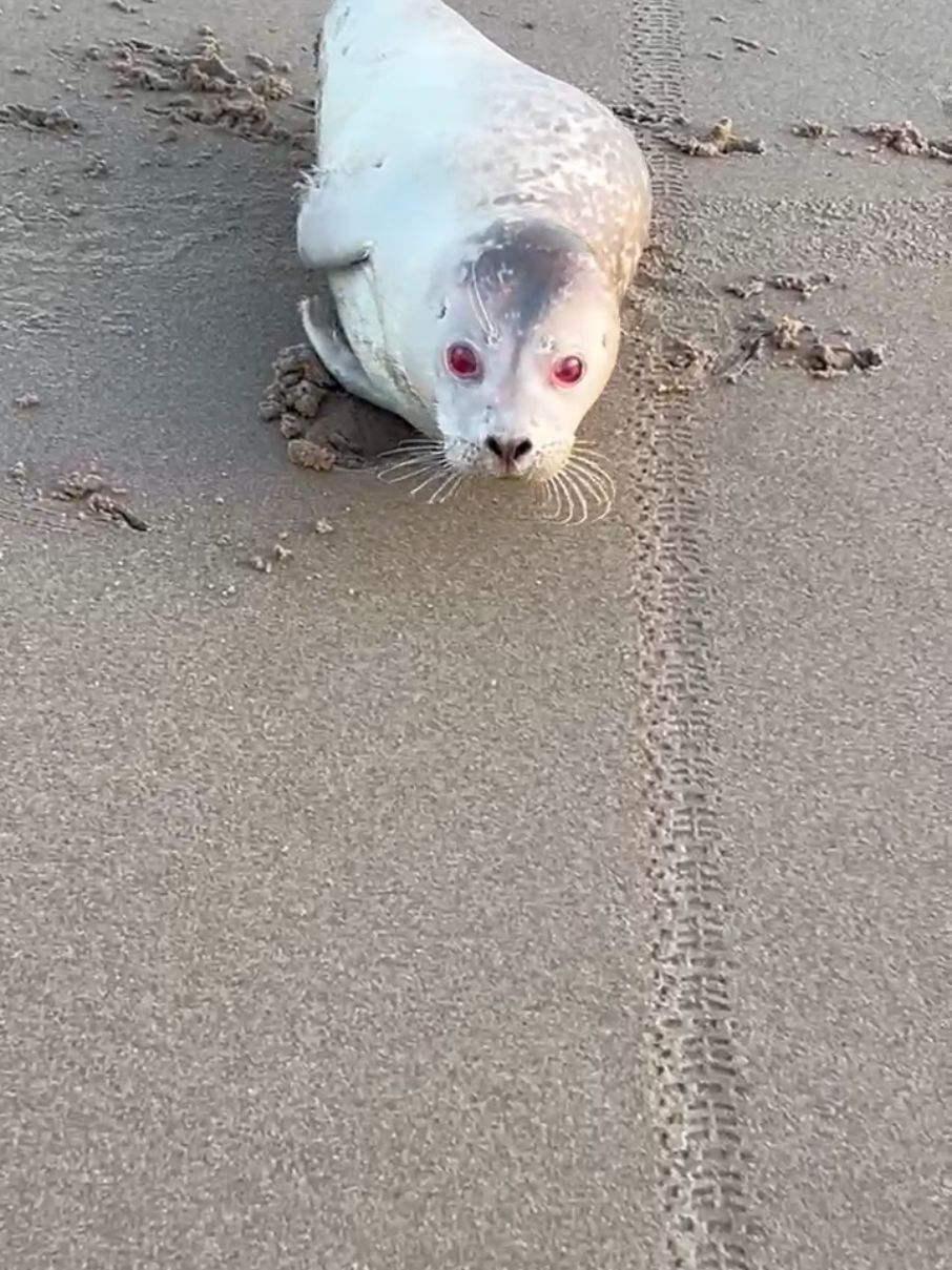 Albino seal? Yep, they exist! Look at those red eyes 🤩 #seals #albino #albinoseal #zeehondencentrumpieterburen #sealcare #inyoureyes 