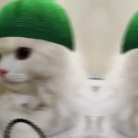 #buuq majiro😆#cupcat #💕💕💕💘💘❤ #somalitiktok #jojo🕊️💘 #viral_videos  #foryoupage❤️❤️ #grow 