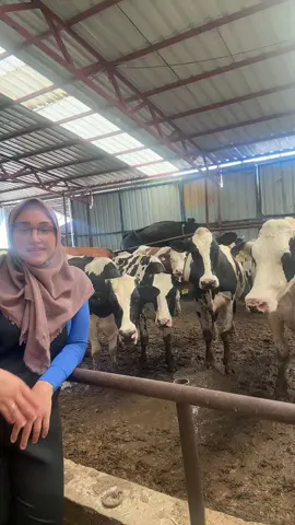 Ineklerı azaltalım rahat ederiz diyen kocam ertesı gün ineklerı ikiye katlamıştır 🥴🥴🥴#ınek #jerse #sut #hayvancılık🐄🐂🐂🐄 #hostein🐄 #ciftlik @GİRGİN BESİ ÇİFTLİĞİ 