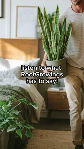 Listen to what RootGrowings has to say 🌿✨ From bedrooms to bathrooms to living rooms, the right plant in the right spot can transform your space 🌸🌱 Which one would you place first?  #Houseplants #PlantCareTips #BedroomPlants #BathroomPlants #RootGrowings 
