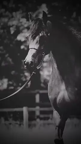 الإنسان إللي قلبه طاهر يتأثر إذا أسيئ الظن به #عاشق_الخيل 