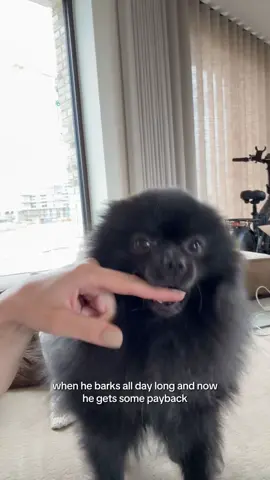 The bark was loud. The lesson was louder. #pomeranian #cutedog #fyp #funnydogs #spoiled 