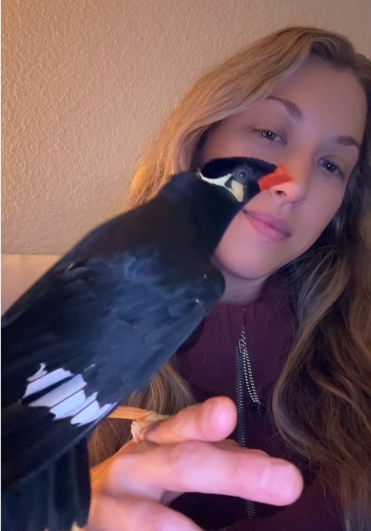 TikTok audio trend 🎤 #ArgyleTheMynah #GreaterIndianHillMynah #birdsoftiktok #funnypets #amazinganimals #fyp #birdtok #talkingbird #birdsthattalk 