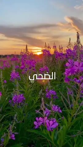 من روائع الشيخ نصر الدين طوبار 📻 #تواشيح   #إنشاد_ديني   #ابتهالات   #ابتهال   #صوت_الروح   #نصر_الدين_طوبار   #الشيخ_نصر_الدين_طوبار   #طوبار   #إنشاد   #ذكر_الله   #ابتهالات_دينية   #تواشيح_اسلامية   #ابتهالات_اسلامية   #مديح   #مديح_نبوي