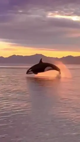 #whale #dolphin #orca #orcas 