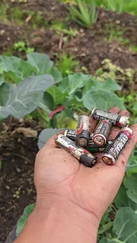 In this experiment, I exposed lettuce plants to extreme soil contamination using broken batteries to see if it would affect their growth. Surprisingly, after one week, the plants showed no visible damage, but the water underneath turned dark, unlike the clear water in the uncontaminated pots. This test was done under controlled conditions to avoid polluting my garden. #PlantExperiment #SoilPollution #BatteryContamination #UrbanGardening #LettuceGrowth #ExtremeTest #EcoAwareness #ScienceExperiment #GardeningTips #SustainableFarming 