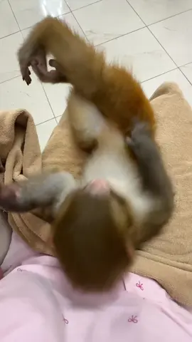 #обезьянавдоме #золотистыйретривер #babymonkey #monkey #макака #обезьяна #zoo 