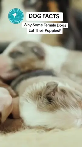 Dog facts -Why Some Female Dogs Eat Their Puppies? Stress, weak pups, calcium crash—learn the real reasons a female dog might harm her newborns and the proven steps to prevent it: calm whelping zone, balanced calcium, minimal human scent, and vet-backed safeguards. Screenshot and scan the QR code at the end to join our WhatsApp channel for more life-saving dog tips. #iacb #creatorsearchinsights 