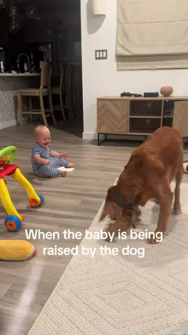 Tug of war #goldenretriever #dogsoftiktok #PetsOfTikTok #dogmom #dogsandbabies 