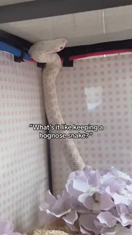 Chaos 😂 constant chaos 😂 #hognose #snakes #funny 