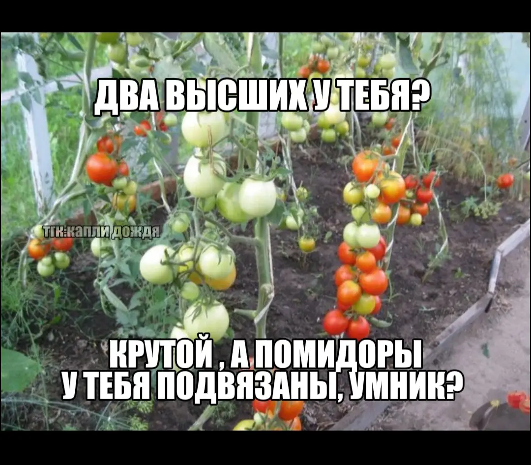 #щитпост #щитпостинг #рек #fyp #щп 