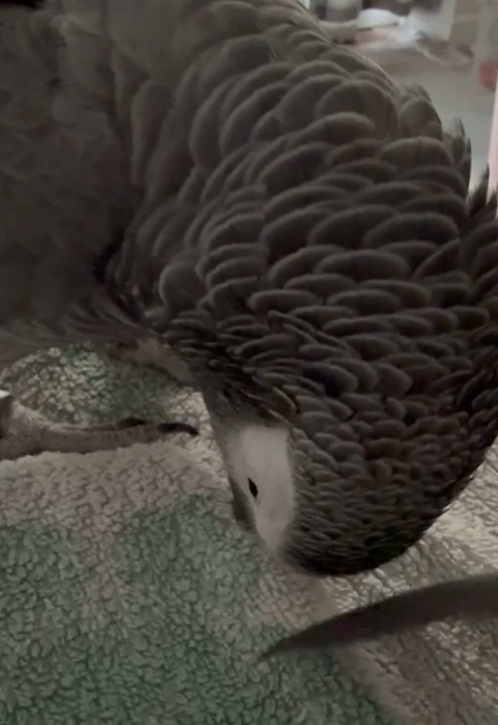 Parrot won’t let me sleep. Bro wants attention