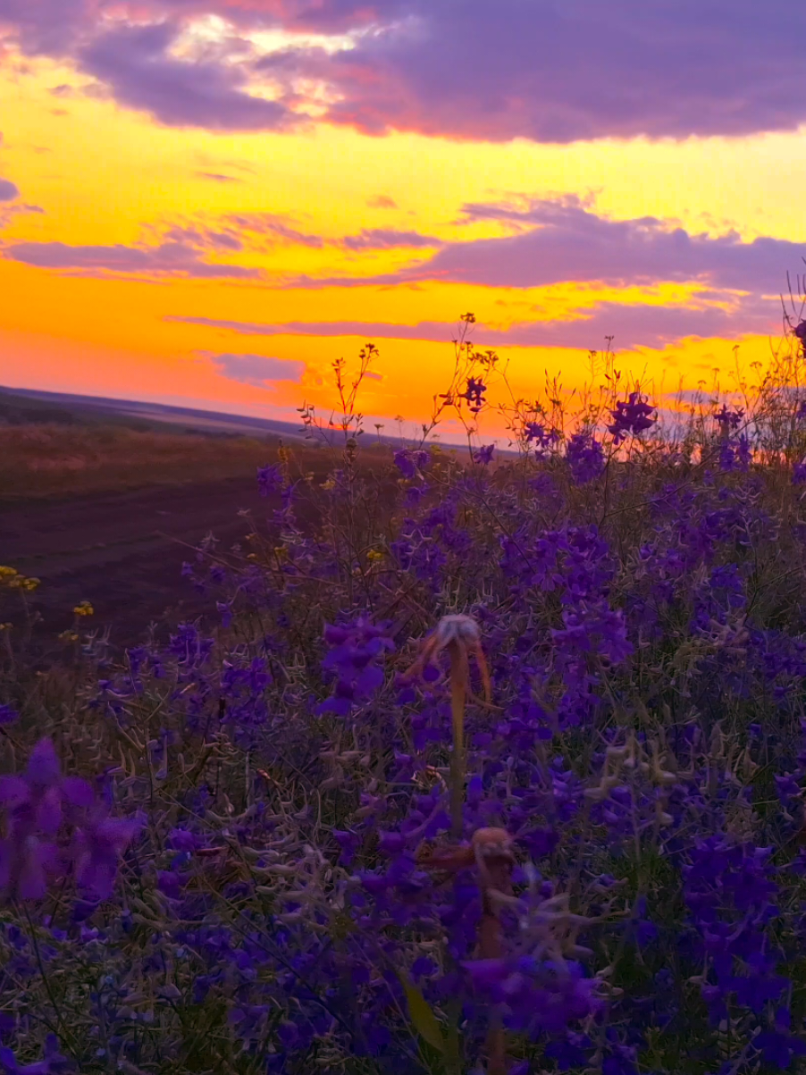 amazing summer sunset  #real #fypシ゚ #vibes #рек #atmosphere #sunsetlover 