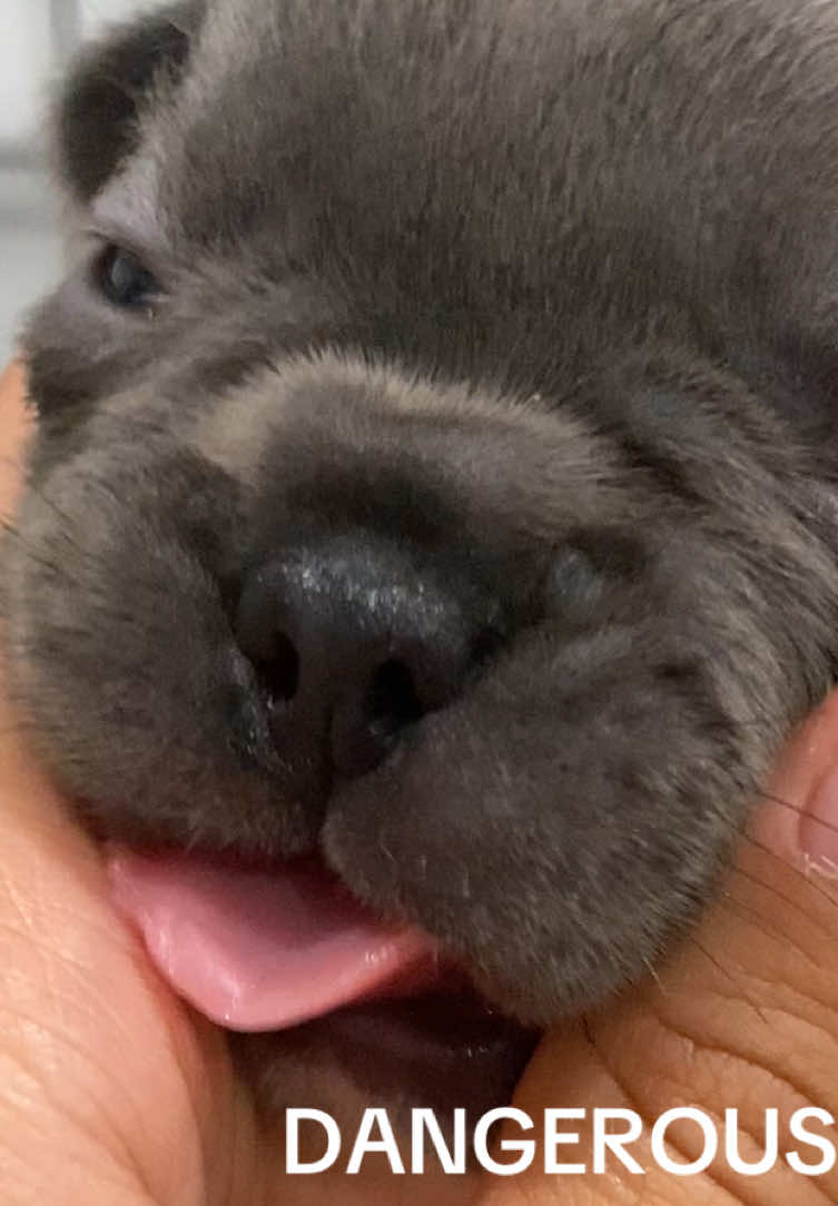 DOG ATTACKS ME #fyp #pibble #puppy #brainrot #pibblesoftiktok 