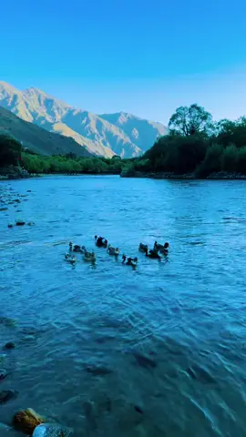 #After swimming in this sea, it is also a pleasure to watch the ducks swimming in this sunset.
