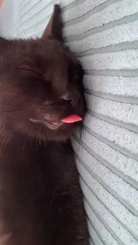 Soy Sauce has been sleeping like this for the last few days 🥰 #blackcat #cutecat #cat #foryoupage❤️❤️ #fyp 