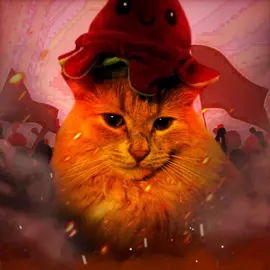 #котик 