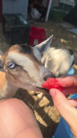 Johnny & June eating away day after day  #farm #goats #nigeriandwarf #homesteading #eating #munch #grass #livestock #pets #forfun #smile #silly #animals #cuteanimals  #cutegoats #farmlife #watermelon #leaves 