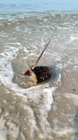 ✨Just flip em’✨ I stay and watch all the horseshoe crabs I flip to make sure they get back into the water safely. If they look weaker or smaller and the waves are strong (and it’s not winter lol) I’ll take them out past the breakers so they don’t get tossed back on shore.  Horseshoe crabs are amazing animals, often called ‘living fossils’ because they have existed for hundreds of millions of years!!! Some fossils date back 450 MILLION years ago!!!!  They’re actually not crabs. They’re more closely related to scorpions and spiders (but they’re harmless, I promise).  There population has been declining because horseshoe crabs are harvested for biomedical research so it’s important to protect them and help them when you see them 💙🩵 #marinelife #horseshoecrabs #ilovehorseshoecrabs #livingfossils 