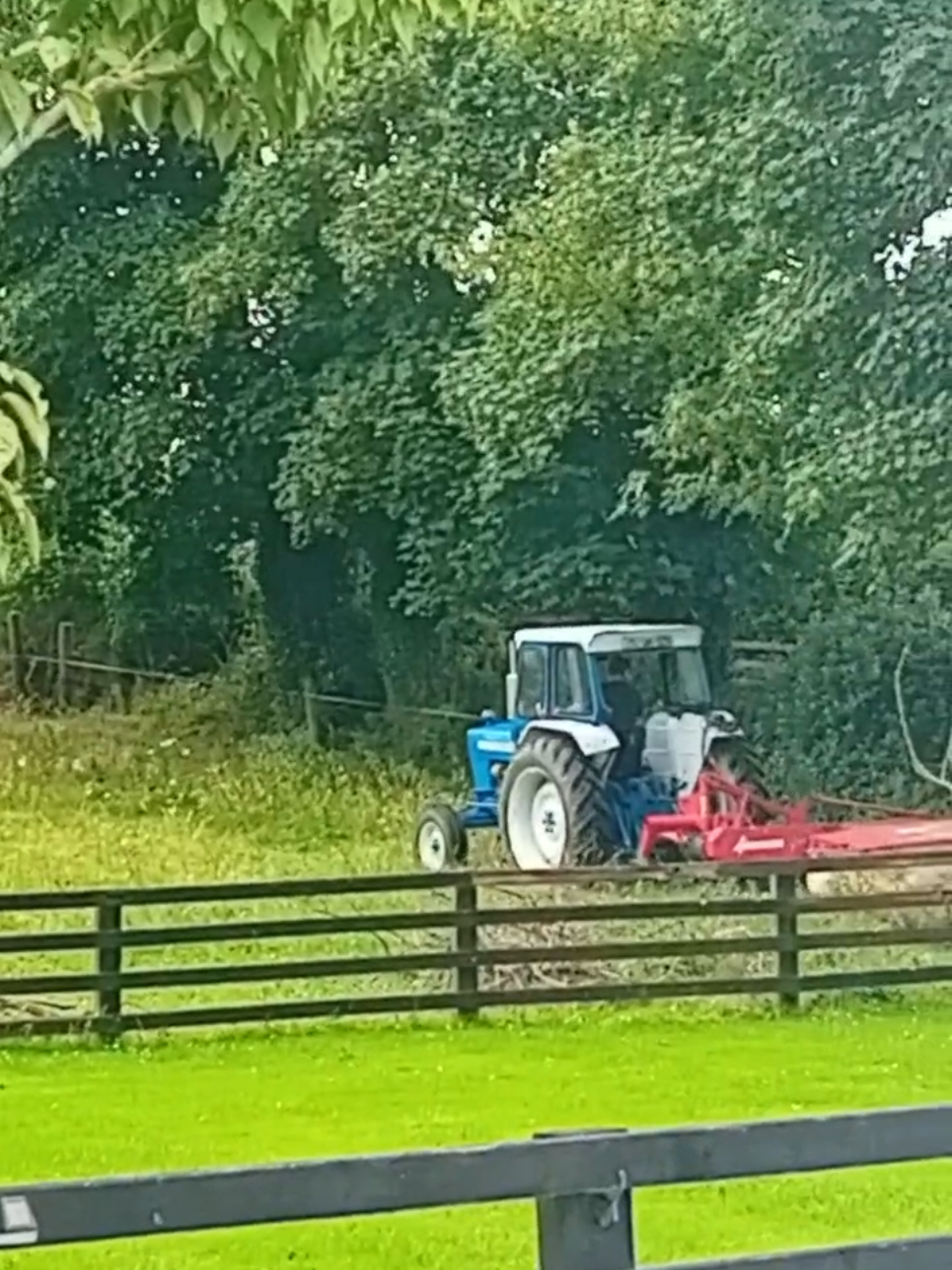 #mowing #tractor #calf #grass #fyp 
