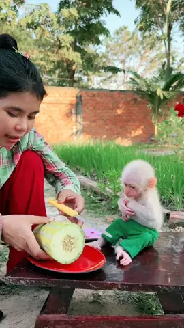 cute baby monkey very excited to eat fruits  #monkey #pets #unitedkingdom #fruit 