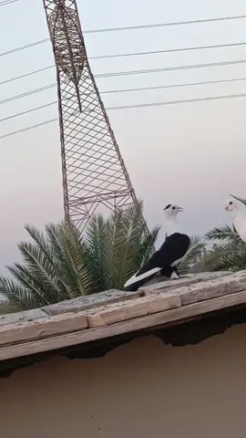 #الديوانيه_الحبيبه #شافعيه 