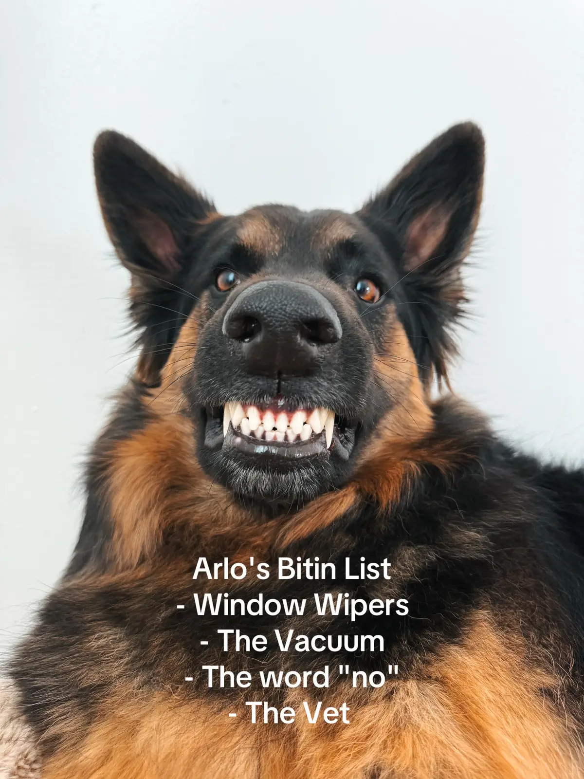 #trend #bitinlist #tylerchilders #dog 