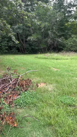 The real reason you haven’t seen Itty Bitty, I am always chasing Honey Bun outside and cleaning her up 😂🐕💨 #PetsOfTikTok #dogsoftiktok #funnydog #cutepets #dogslife #ittybittythechihuahua 