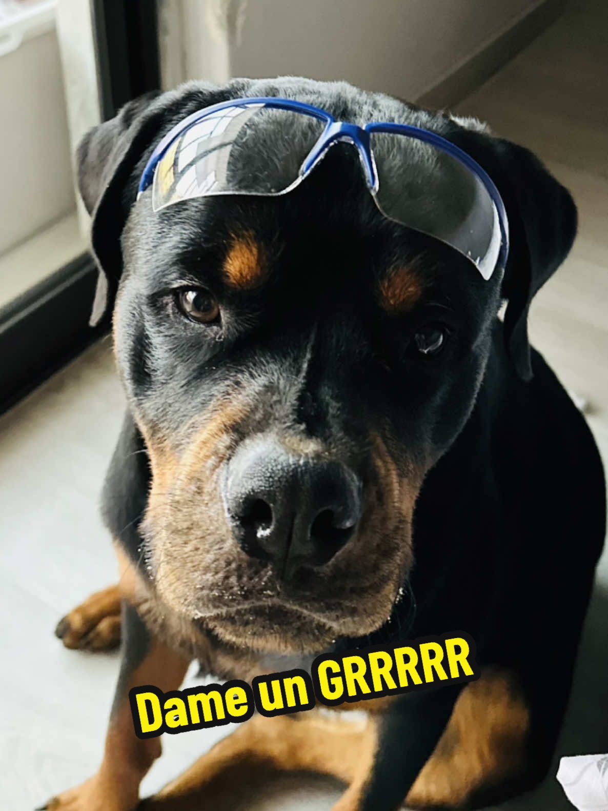 Dame un GRRRR #rott #rottweilersoftiktok #rottweiler #dogsoftiktok #dog #doglife #cachorrosengraçados #fyp #fyppp #dameungr #dameungrr #doggo 