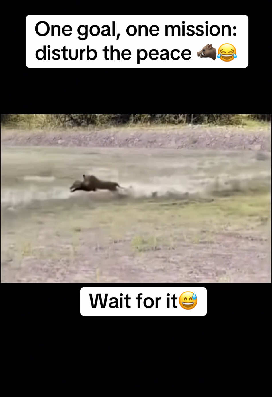 One goal, one mission: disturb the peace 🐗😂 #warthog #wildlife #funnyvideos #wildanimals #fyp #funnyanimals 