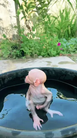 cute baby monkey enjoys bath time #monkey #pets #unitedkingdom #bathtime #shower 