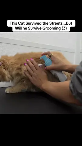 This Cat Survived the Streets...But Will he Survive Grooming (3)