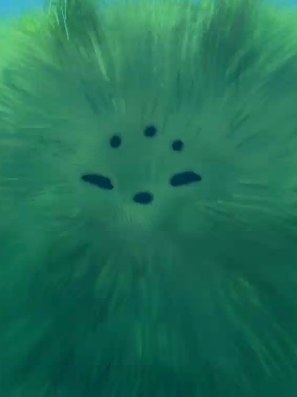 Replying to @thegreatyoylemountain246   EXTRA fluffy saint #rainworld 