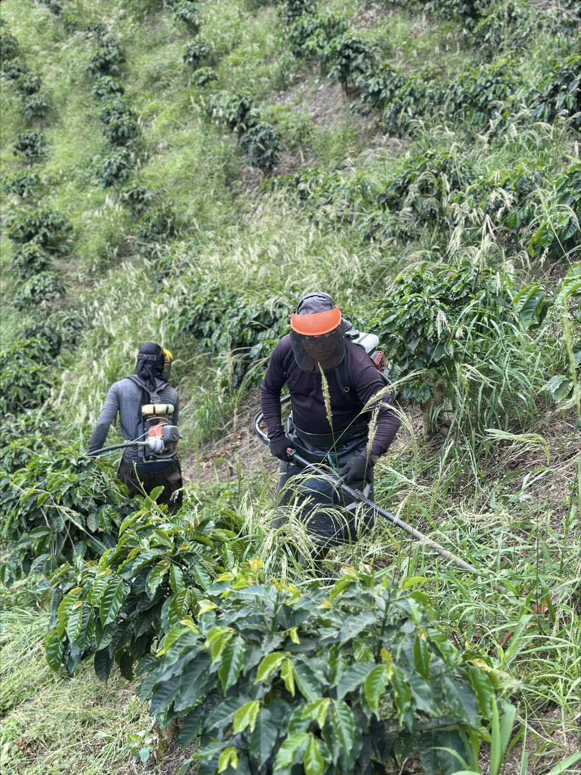 De esta forma trabajamos con la Guadaña de espalda #agriculture #campo #cafe #AgroTurismo #fertilizantes #maquinariaagricola #colombia 
