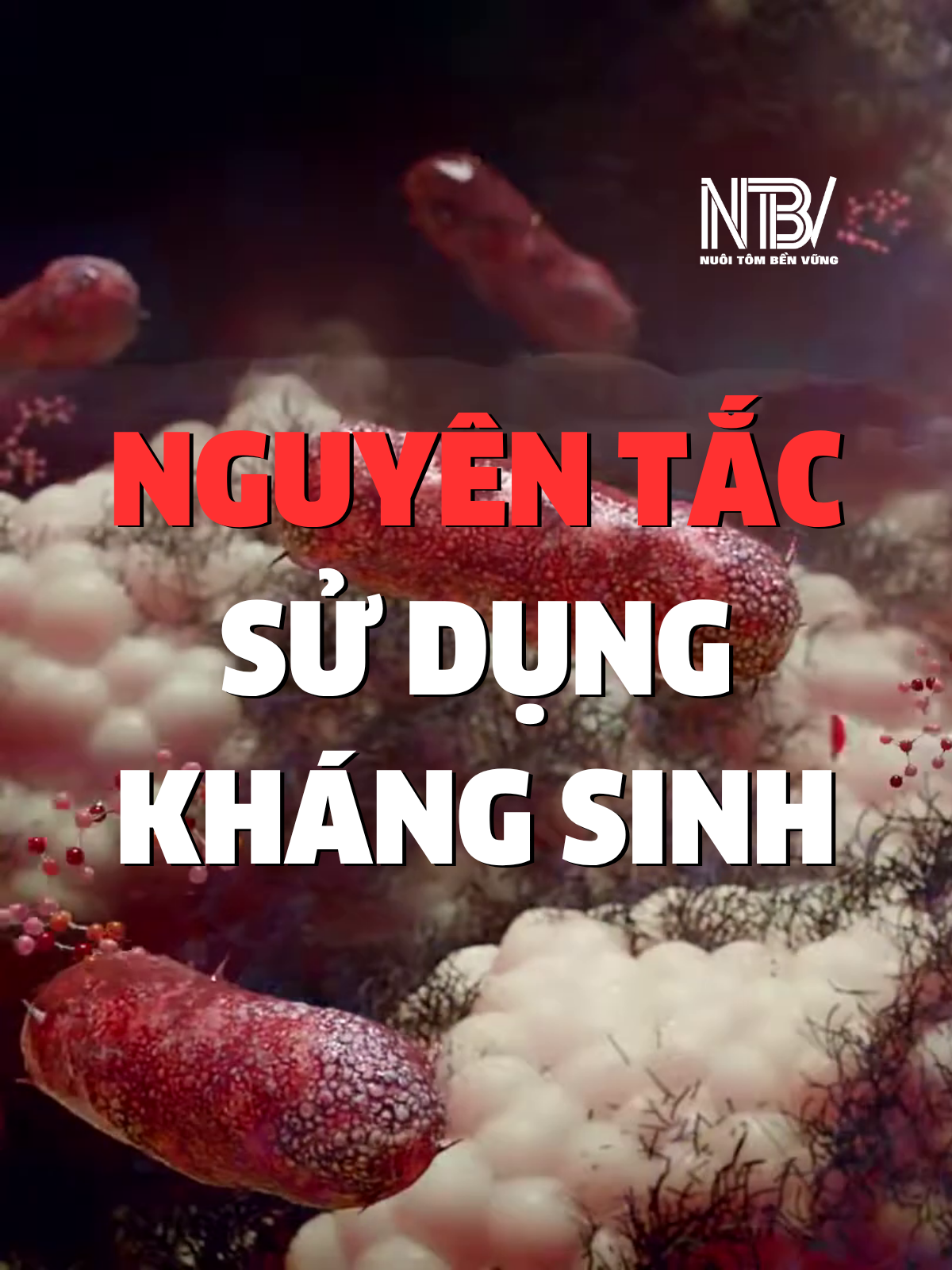 NGUYÊN TẮC DÙNG KHÁNG SINH TRONG NUÔI TRỒNG THỦY SẢN #NTBV #FYP #LearnOnTikTok
