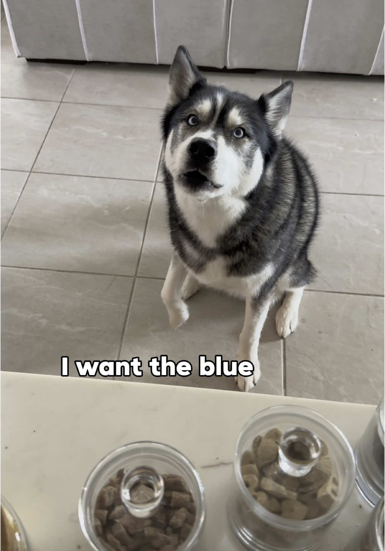 Pup cup bar every morning? Yes please.  #dogsoftiktok #dogsoftiktokviral #husky #huskies #dogs #goldenretriever #goldenpuppy #puppy 