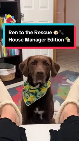 POV: You can’t even wiggle your toes without getting audited 👀🐶 She’s not just my dog — she’s the house manager, head of security, and my personal supervisor. Why is this so real 🤣 Tag someone whose dog also runs their entire household. #RenToTheRescue #dog #dogsoftiktok #SurveillanceMode #HouseManager #gooddog #renegadethegooddog #dogmomlife #relatablecontent #lifewithdogs #newmomlife #thingsthedogdoes