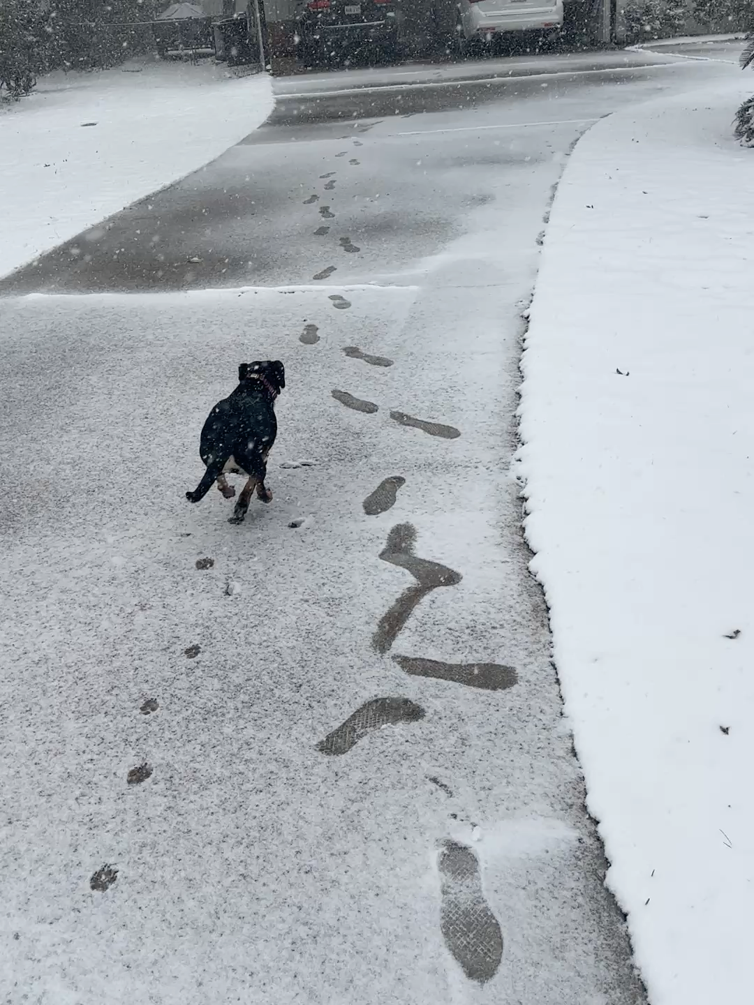 I think she was excited about her first time in snow...#Fern #Rescue #dogownersoftiktok