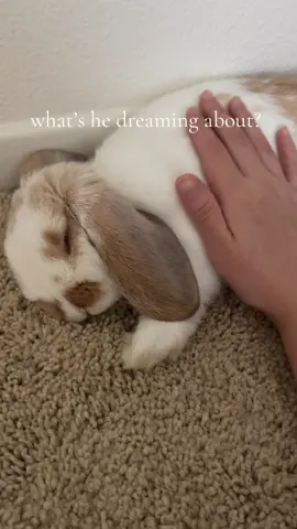 he’s dreaming about the treat i’m gonna give him later 😭 #bunny #rabbit #rabbitsoftiktok #sleepy #cute 