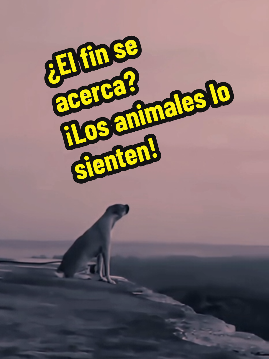 Los animales últimamente estan presagiando cosas terribles que pasan en nuestro planeta, y este video es solo para explicar una antigua profecía olvidada por años, lo que dice al final te helara la sangre.. #ocultismo #horror #terror #susto #miedo #fyp #foryou #foryourpage #viral #tiktok #presagio #profecia 