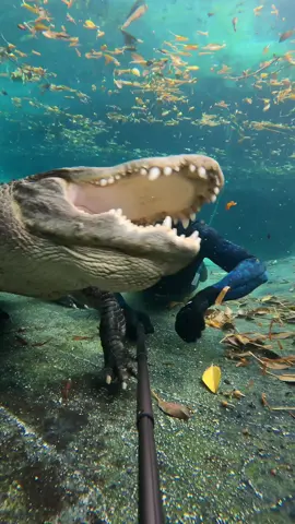 Gator swinging his jaws at me underwater! This is a video of me and Casper a few years ago, talking about the importance of understanding gator movement patterns, jaw & stick placement, and how they really rely on their sense of touch so much when underwater. ~~~ This is a video of Casper from several years ago at Everglades outpost, which has sold to Lennar Homes. The owners are planning on buying a new property and moving, and that’s all I know. I want to share this memory video, as I want to share a lot of my previous work and videos, but PLEASE understand I am 100% focused on MY sanctuary now. I don’t have updates on Casper, what the outpost is doing, where they’re going, none of that. I’ll likely never do a video with Casper again, I’m doing my thing and just want to share memories, and that’s all I can give you. Please respect that. Wetsuit by @cressi1946 #Educational #EducationalVideo #AnimalEducation #EducationalPurposes #glades #southflorida #Miami #glades #reptile #reptilesofinstagram #underwaterphotography